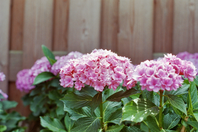 Hydrangea in my parents’ garden